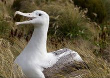 Greeting Cards: Set One Native birdlife