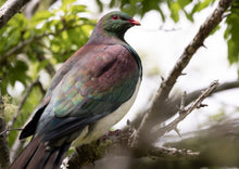 Greeting Cards: Set One Native birdlife
