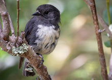Greeting Cards: Set One Native birdlife