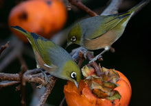 Greeting Cards: Set One Native birdlife