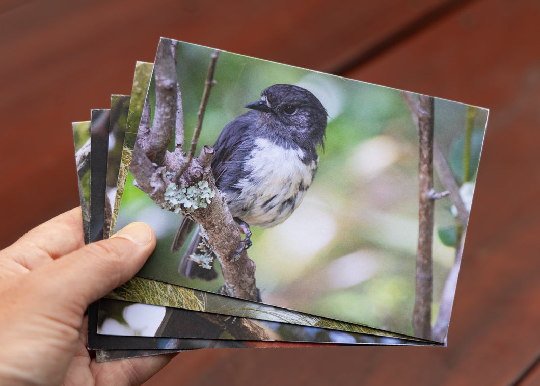 Greeting Cards: Set One Native birdlife