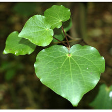 Kawakawa Leaf Earrings