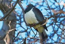 Greeting Cards: Set Two Birds