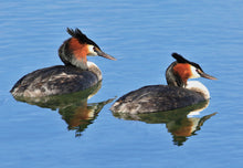 Greeting Cards: Set Two Birds