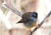 Greeting Cards: Set Two Birds