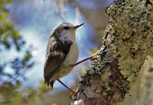 Greeting Cards: Set Two Birds