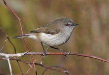 Greeting Cards: Set Two Birds