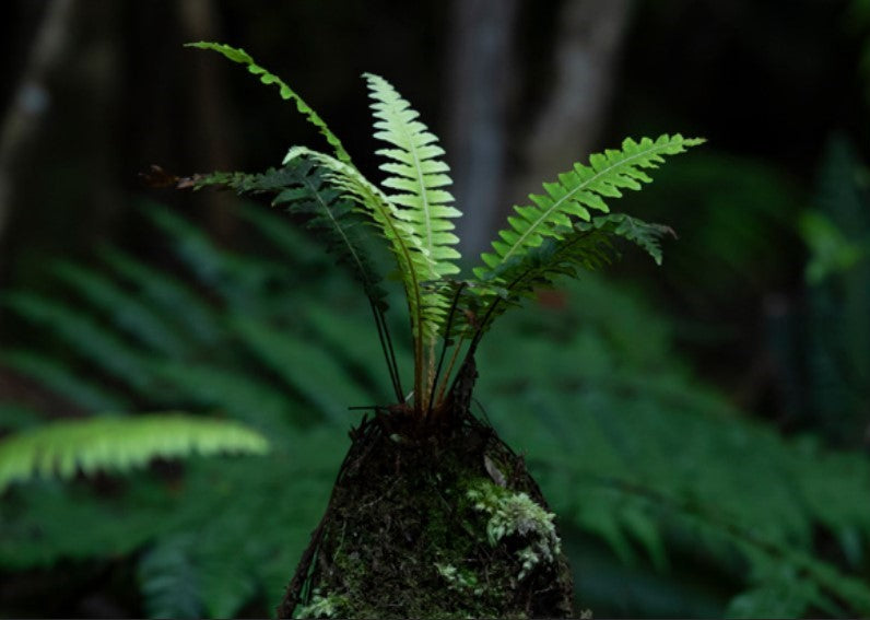 Greeting Cards: In the wild