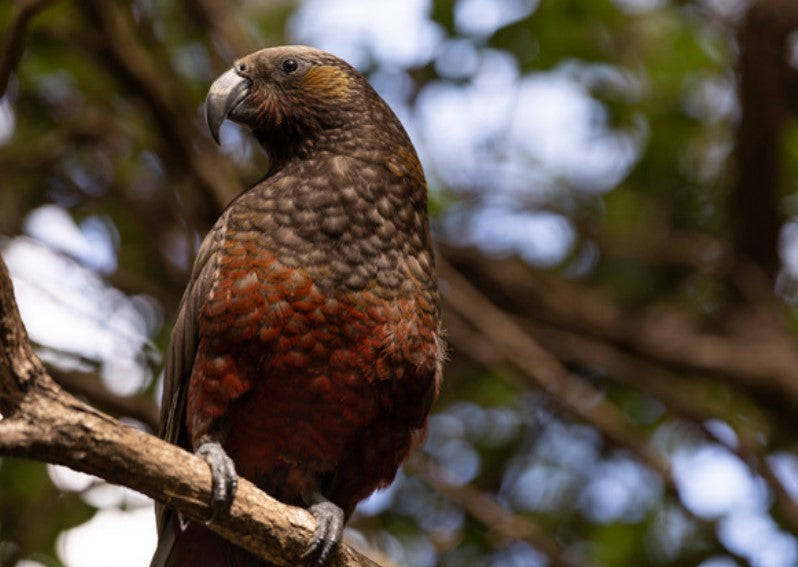 Greeting Cards: Native birdlife
