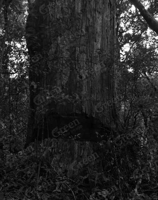 Dead Totara. Tahakopa Hāpua. by Mark Adams [SOLD OUT]
