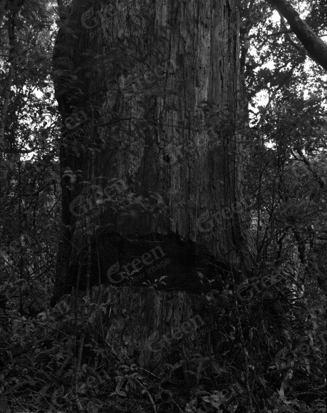 Dead Totara. Tahakopa Hāpua. by Mark Adams (A2) - The Bigger Picture